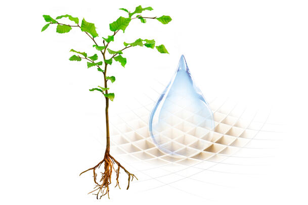 JRS Mission in Daily Action