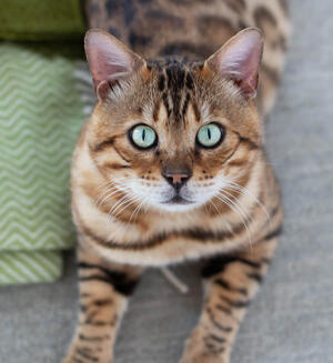 Bengalkatze - Cat's Best Rasse Ratgeber