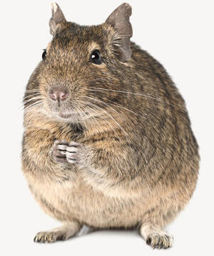 Degu - housing and product recommendations