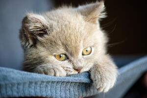 Kitten tips to follow