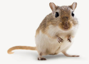 Recommendations Gerbils